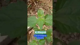 Did You Know : Chromolaena odorata - Ki Rinyuh #plants #shorts #herbal #herbalplants