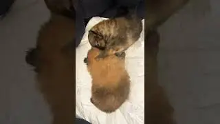 Come Watch My Pomeranian puppies French kiss #puppy #kiss