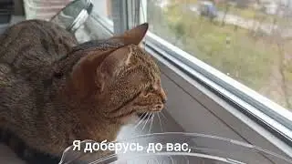 Охота через стекло. Кошка сердится на птиц