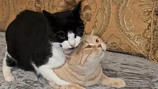 Senior Cat Dominates Young Cat