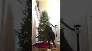 Decorating Our Christmas Tree!