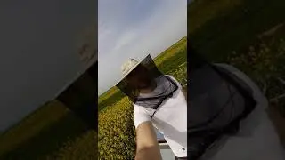 La rapiță 2021( plecare fortata )🐝🍯🏺