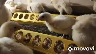 Бройлеры падают на ноги