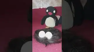 курица похожа на овцу