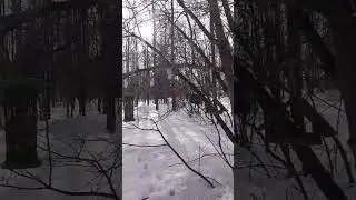 Пухляк. Буроголовая гаичка. 