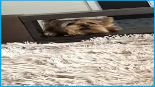 у меня тик ток головного мозга (9((0(((