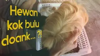 Unboxing Hewan Berambut ...?!     Marmut hias jenis Peruvian