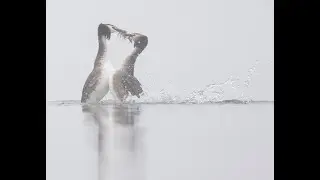 Display of great crested grebe