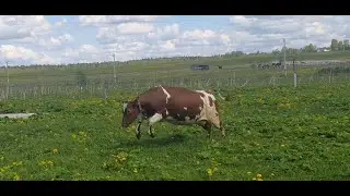 Отел нетеля