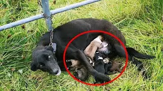 She gave birth right on the chain! The owner left the pregnant baby tied to the fence!