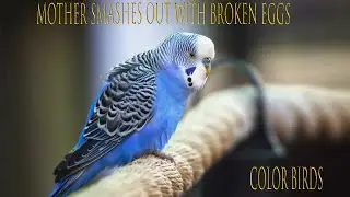 Mother Smashes out with Broken Eggs || Baazigar bird in Bangladesh || Color Bird