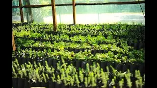 Розсадник Вельбівського лісництва