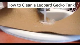 How to clean your leopard gecko tank (Repticarpet)