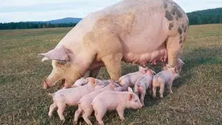 ИНЪЕКЦИЯ ЖЕЛЕЗОМ  И  ПРИВИВКИ ПОРОСЯТАМ - СОСУНАМ.