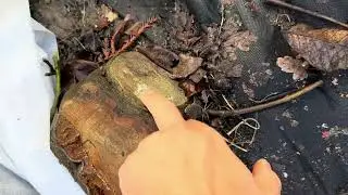 Почему у вас вымерзает инжир