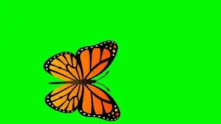Animated flying butterfly 🦋 effect | real butterfly flying green screen background