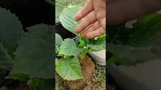 пересаживаю крупнолистная в пять литров#дача#сад #garden #крупнолистнаягортензия #пересадкагортензии