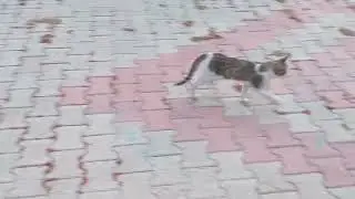 猫走得太快了。猫是非常小心谨慎的。 | #cat #catlover #趋势