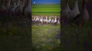 Domestic goose sounds 🪿