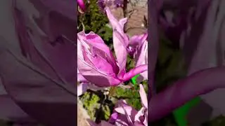 Красная поляна