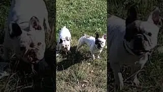 Вот как можно с ними не разговаривать? #funnydogs #bulldog #собака #puppy #dog #pets #doglife #funny