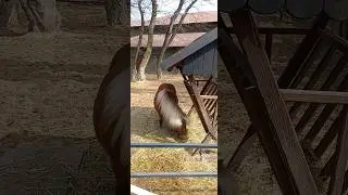 пони.🐎