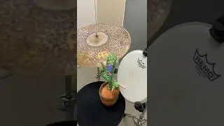 Drumming cactus 😉 #drummer #funny #drums