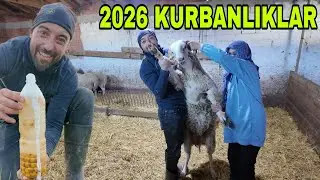 2026 KURBANLIKLAR...YUSUF'U YİYEN KUZULARIN SON HALİ..KIŞ GELİYO..SON GÜBRE