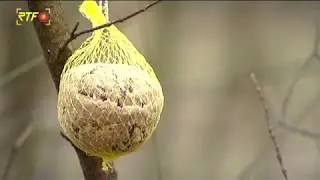 RTF.1-Nachrichten: Warum Vögel im Winter gefüttert werden sollten