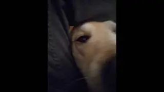 Labrador Moby leg tunneling