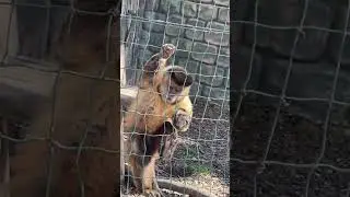 ОПАСНАЯ ОБЕЗЬЯНА НАПАЛА В ЗООПАРКЕ КРАСНОДАРА 