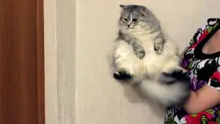 Кот-гимнаст