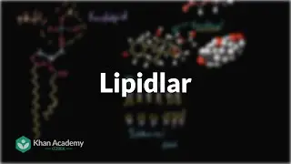 Lipidlar | Uglerodning xususiyatlari | Biologiya | Khan Academy Oʻzbek
