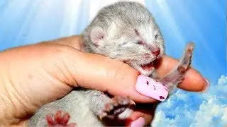 Кошка отказалась от новорожденных котят