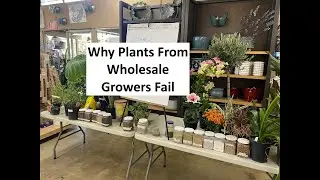 Why Plants From Wholesale Growers Fail