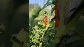 Томаты черри моё ассорти! Аэлита, поиск, партнёр, русский огород!