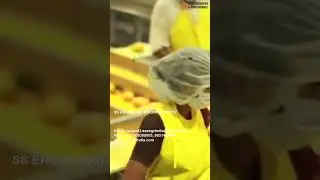 The Delightful Process of Mango Juice Production  