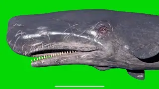 Whale Green Screen And Learn Name - [ KIDS ] - Green Screen For Kids