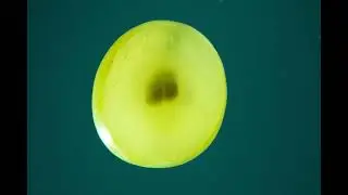 Grape slice