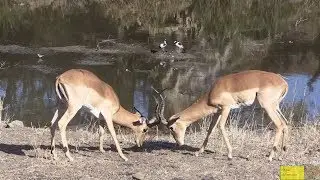 Male Impala Fighting To Impress The Females