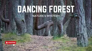 Why Do Trees Twist? The Mystery Of The Dancing Forest | Infinite Wisdom Hub
