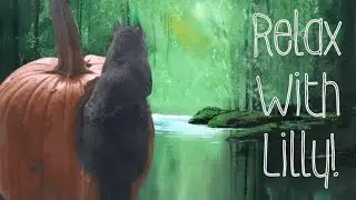 Relax with Lilly! Soft lit squirrel camera