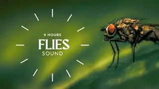 Fly sound - 2 hours black screen buzzing sound effect
