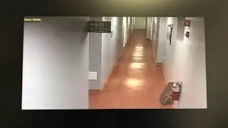 Raccoon Falls Through Ceiling!!!