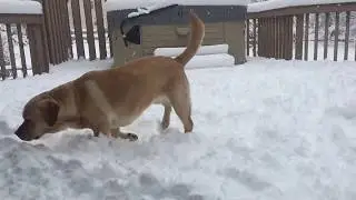 Page Spring Snow Fun