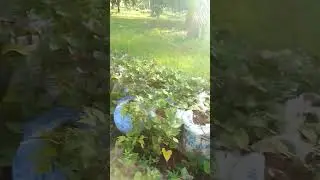 LSA #farming #naturefarming #agriculture #farmer #fyp