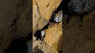 Getting that Herkimer Diamond 💎 UFO Crystal out of the Dolostone