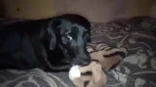 Кисю отдали