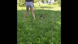 Щенок чихуахуа длинношерстный