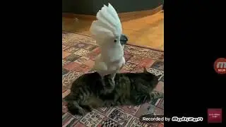 Полное #го :3